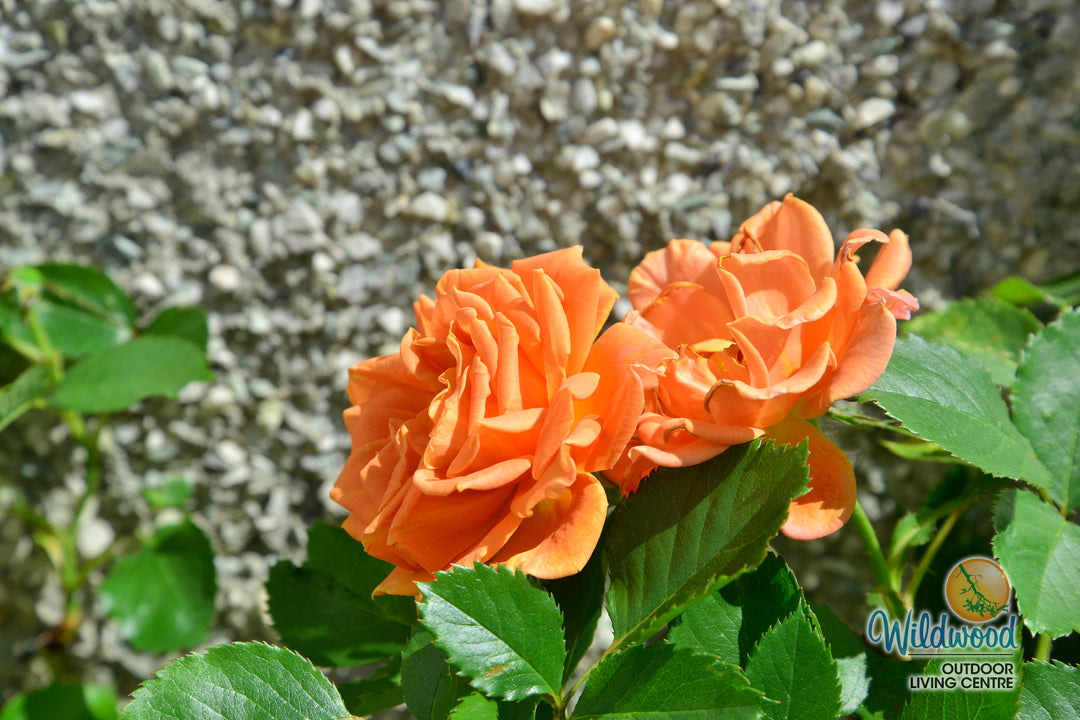 Pumpkin Patch - Weeks Rose
