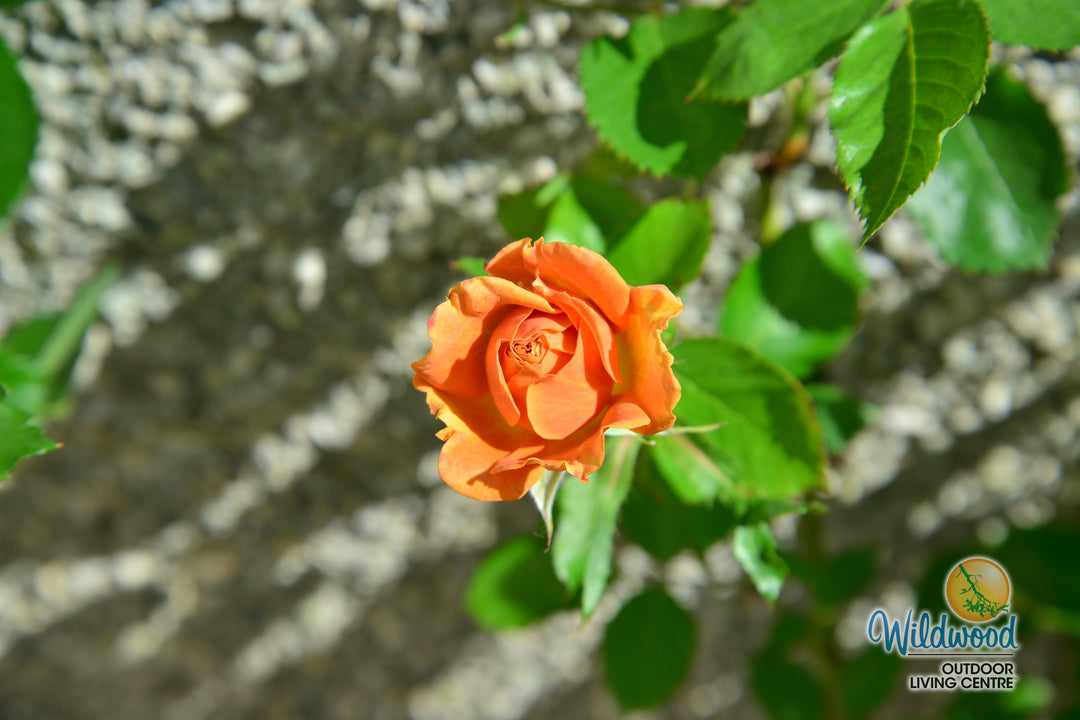 Pumpkin Patch - Weeks Rose