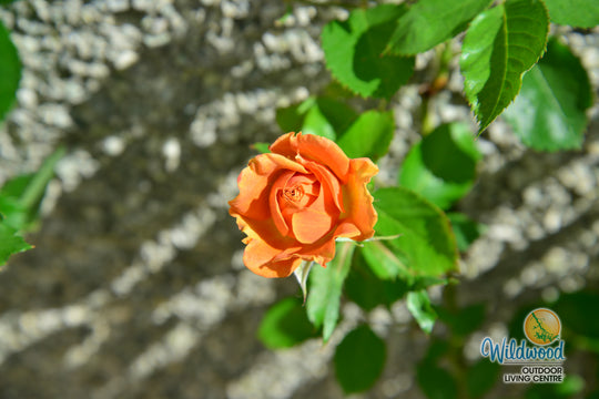 Pumpkin Patch - Weeks Rose