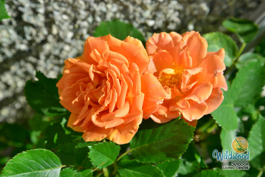 Pumpkin Patch - Weeks Rose