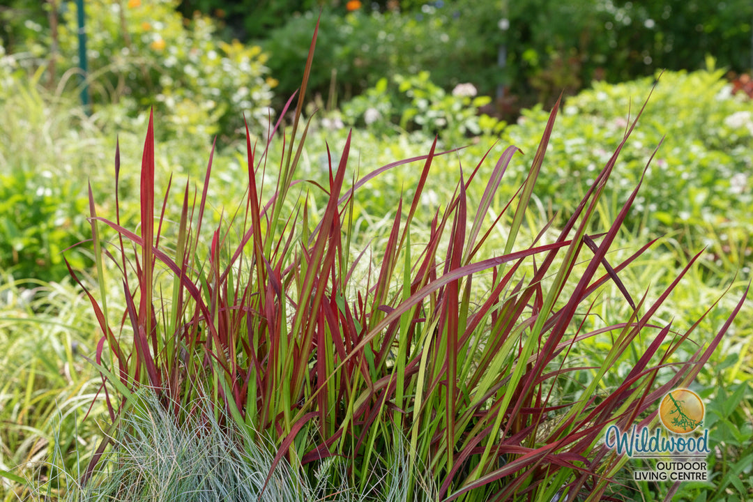 Japanese Blood Grass - Red Baron, 1 Pack