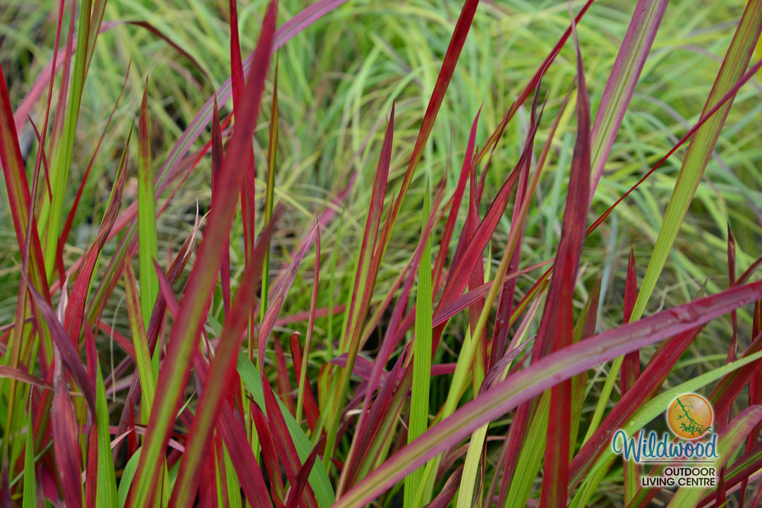 Japanese Blood Grass - Red Baron, 1 Pack