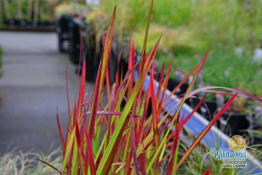Japanese Blood Grass - Red Baron, 1 Pack