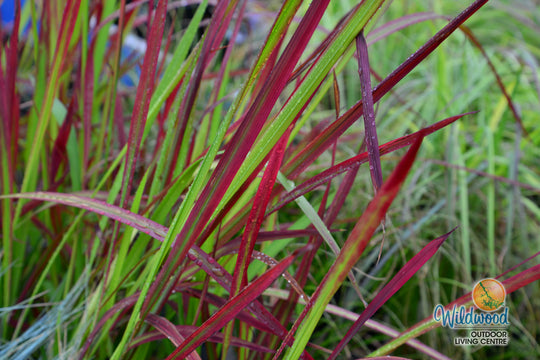 Japanese Blood Grass - Red Baron, 1 Pack