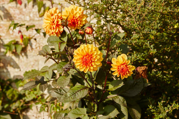 Dahlia - David Howard