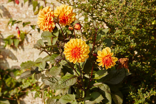 Dahlia - David Howard