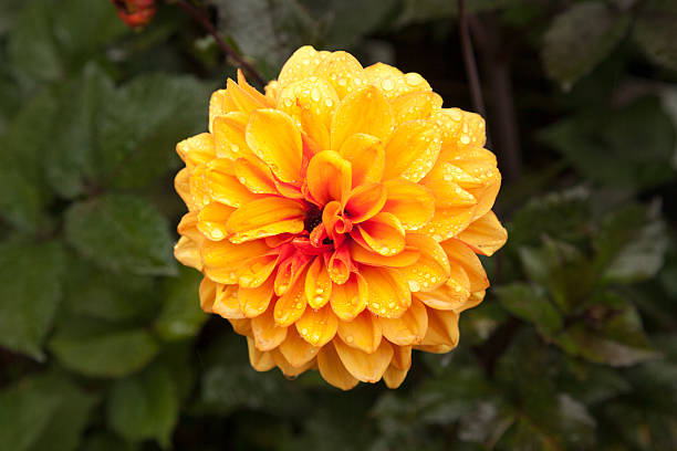 Dahlia - David Howard