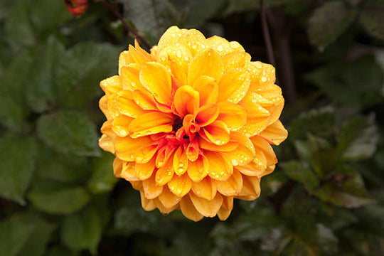 Dahlia - David Howard