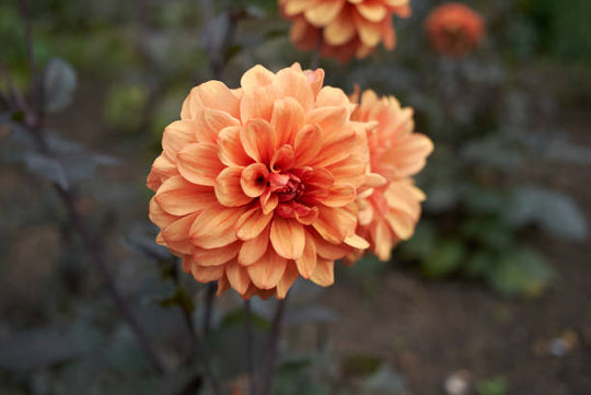 Dahlia - David Howard