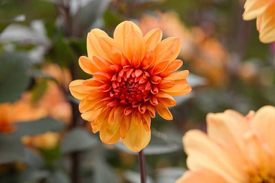 Dahlia - David Howard