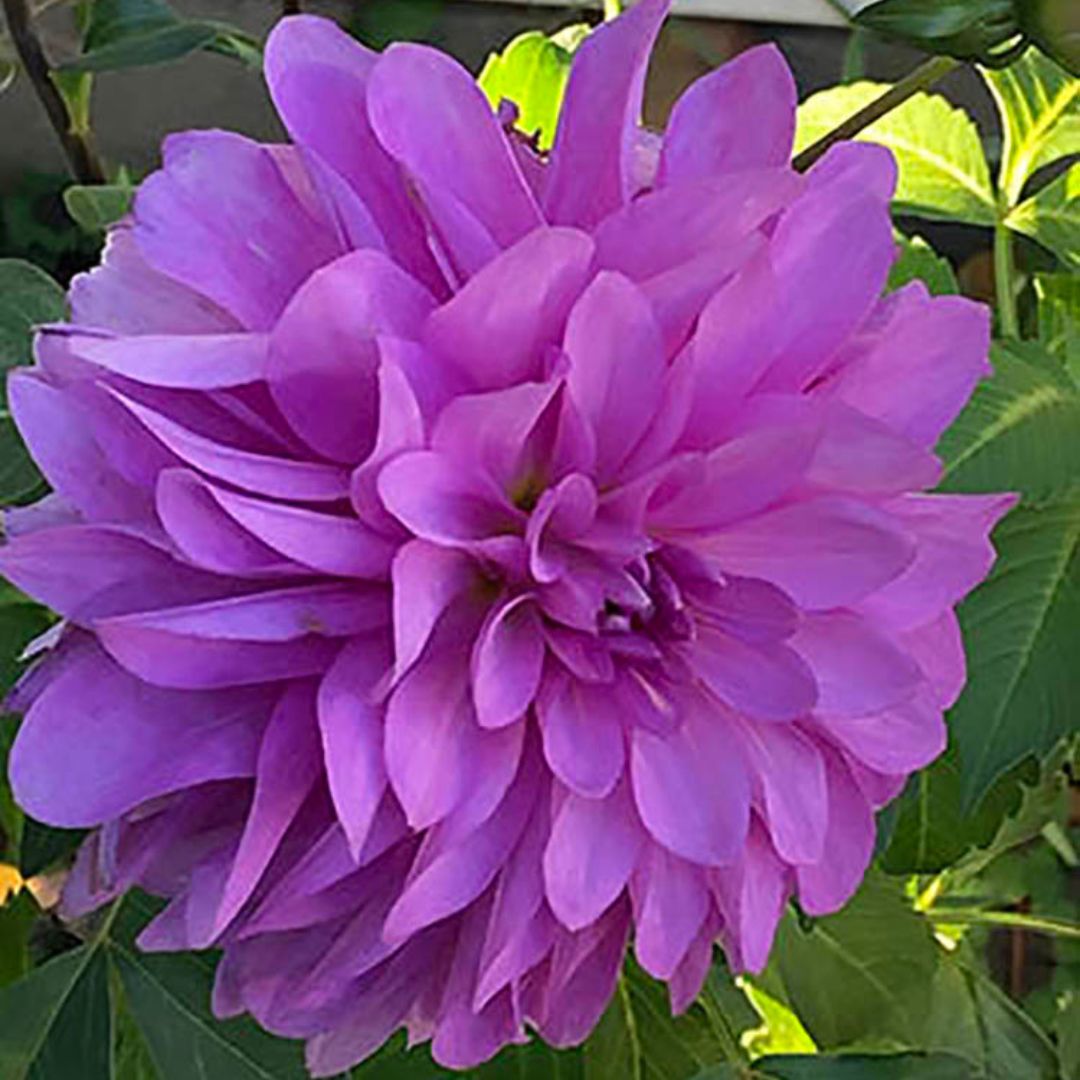 Dahlia - Bluetiful