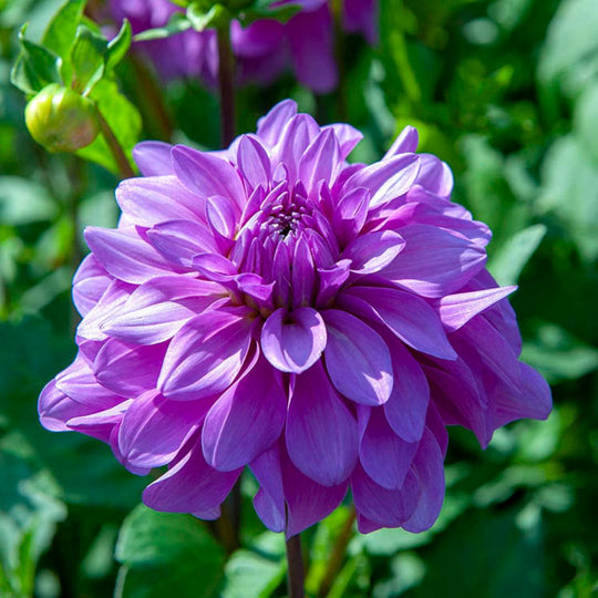 Dahlia - Bluetiful