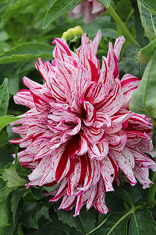 Dahlia - Bristol Stripe