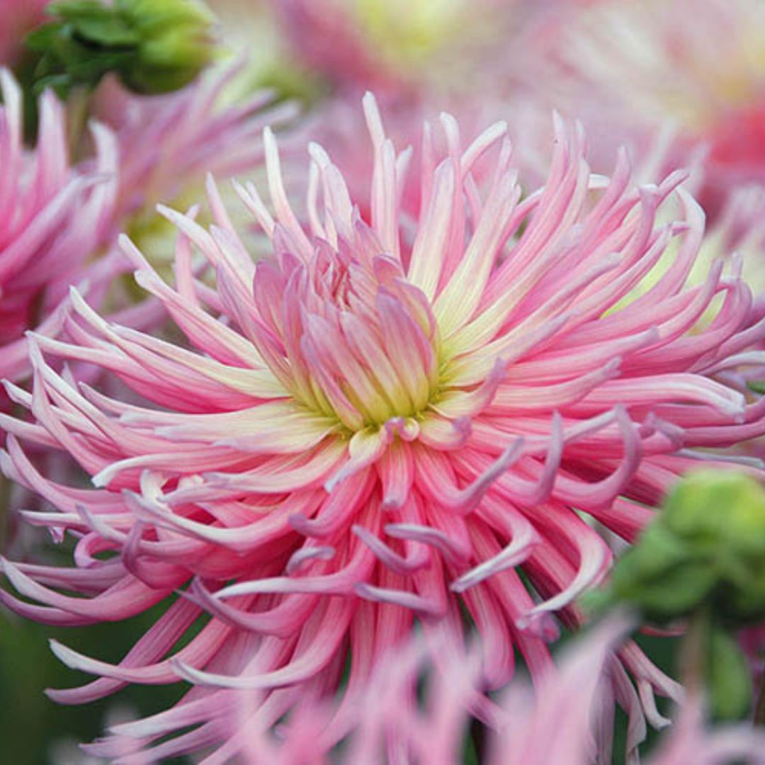 Dahlia, Cactus - Stars Favorite