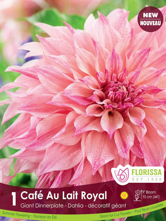 Dahlia - Cafe au Lait Royal, 1 Pack