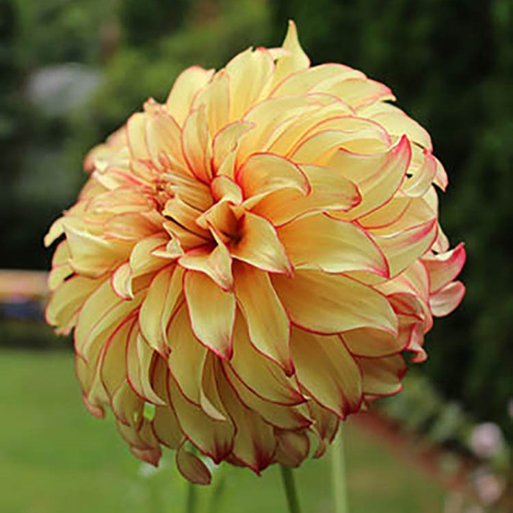 Dahlia - Lady Darlene