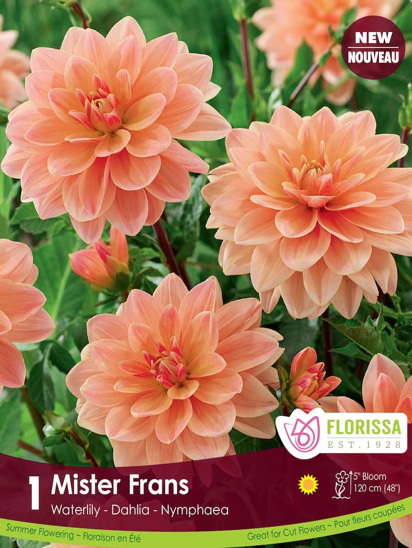 Dahlia | Waterlily Dahlia | Mister Frans | Spring Planting Bulb ...