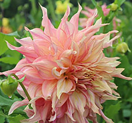 Dahlia - Penhill Watermelon