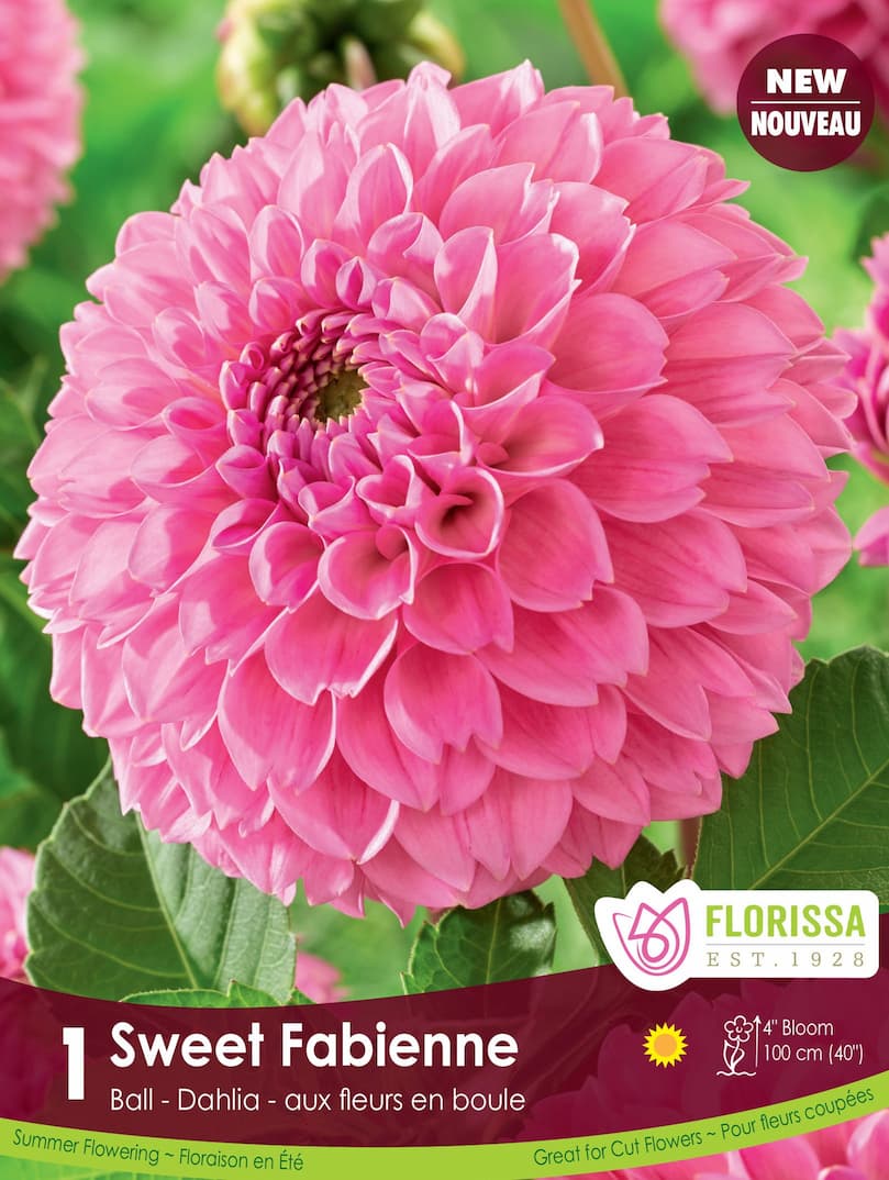 Dahlia | Pompon Dahlia | Sweet Fabienne | Spring Planting Bulb ...