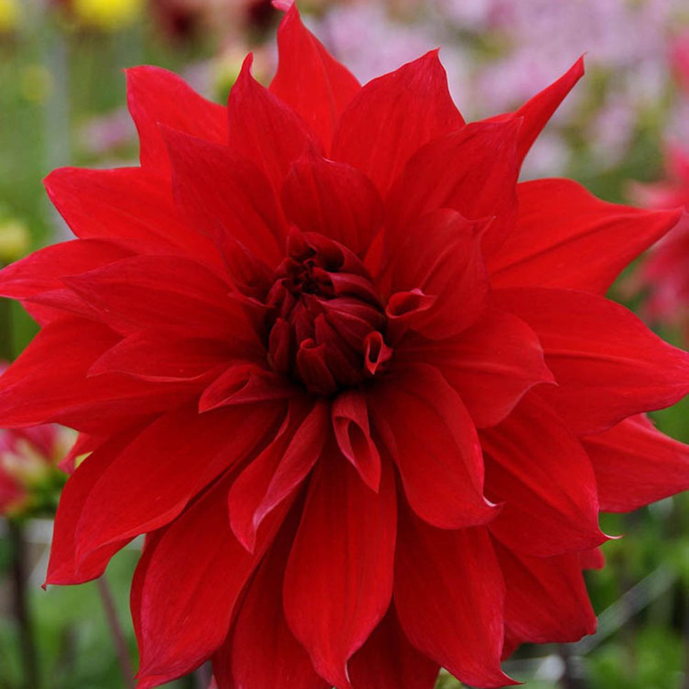 Dahlia - Babylon Red