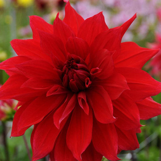 Dahlia - Babylon Red