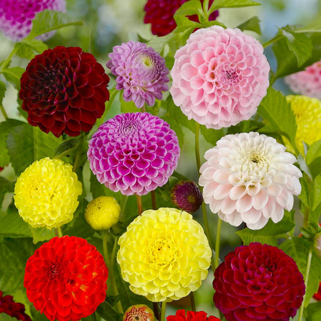 Dahlia - Pompon Mix, BONUS 4 Pack