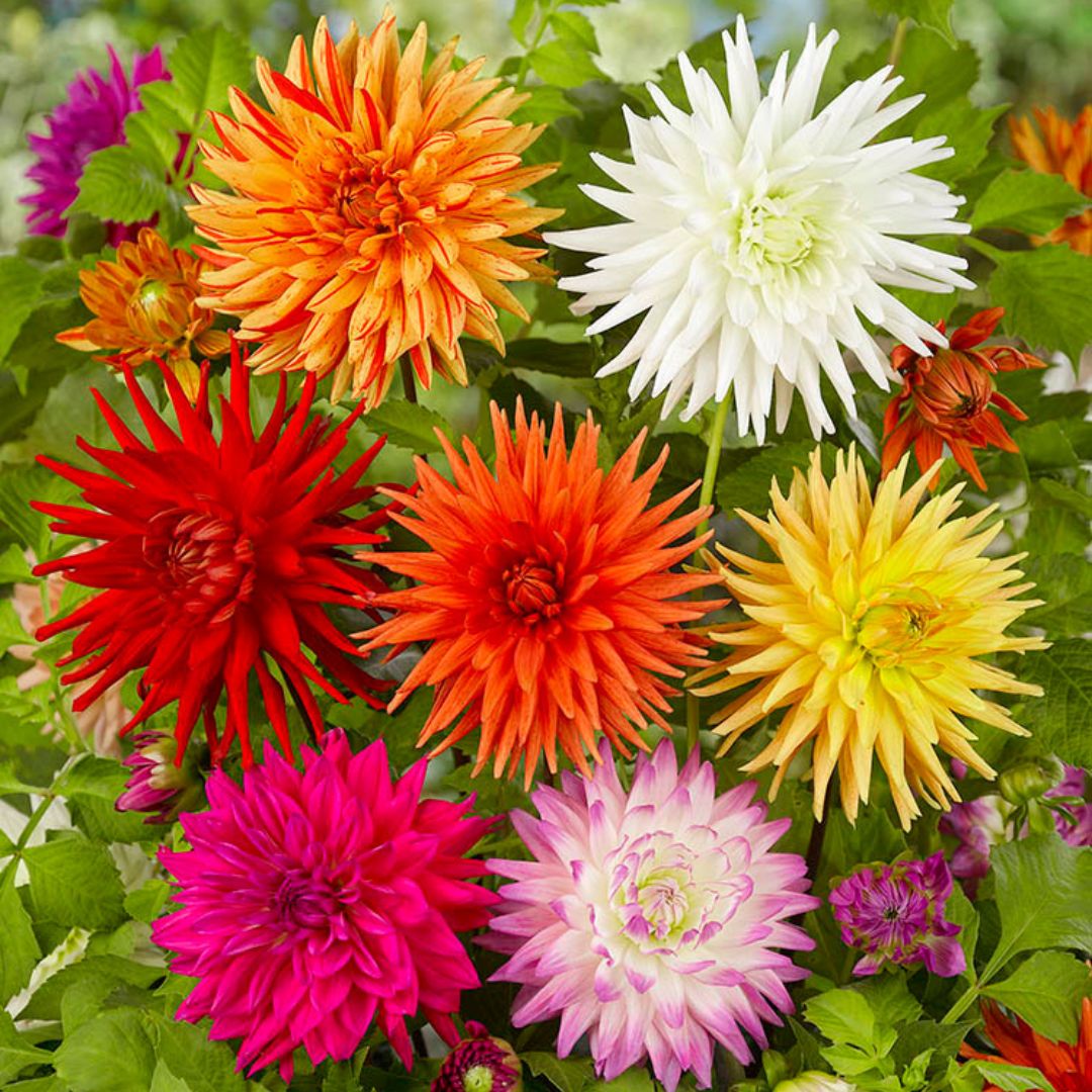 Dahlia, Cactus - Mix, BONUS 4 Pack