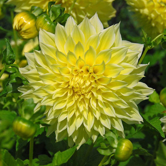 Dahlia - Kelvin Floodlight