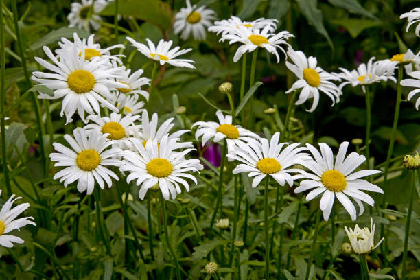 Shasta Daisy - Becky, 1 Pack