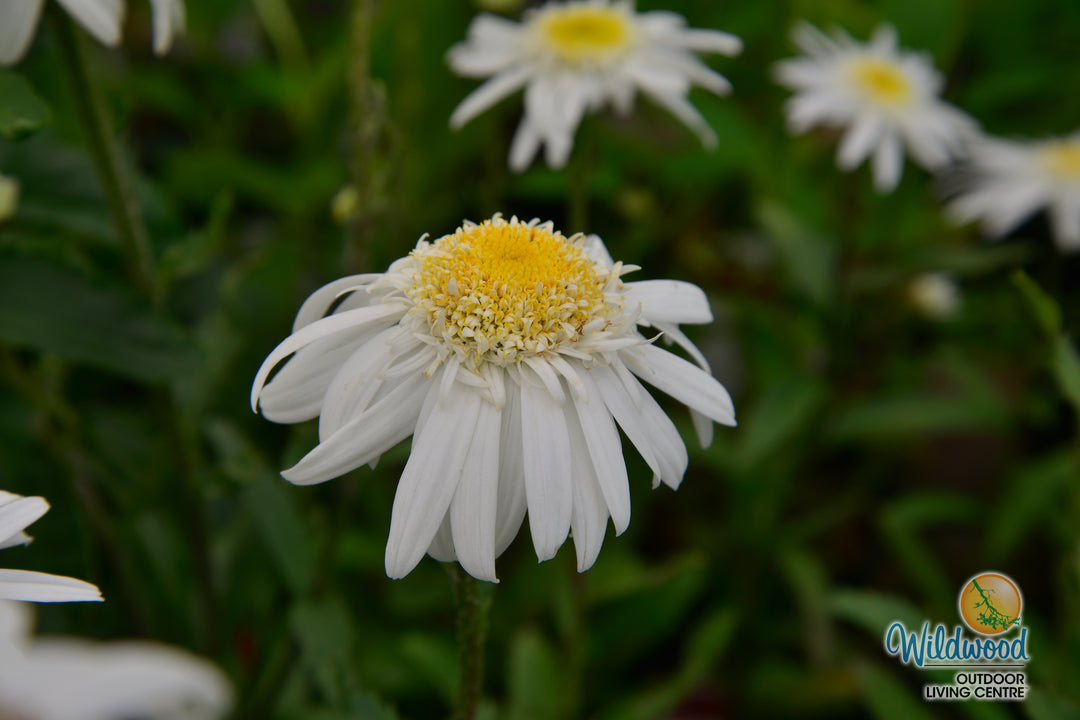 Shasta Daisy - Aglaia, 1 Pack