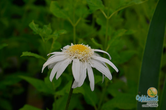 Shasta Daisy - Aglaia, 1 Pack