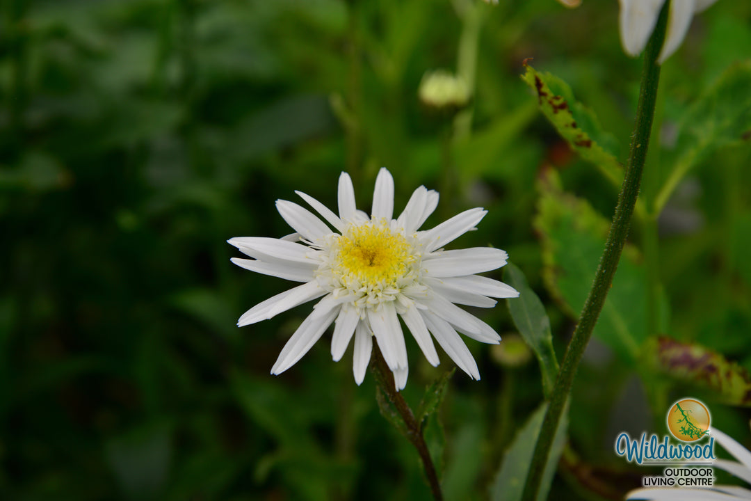 Shasta Daisy - Aglaia, 1 Pack