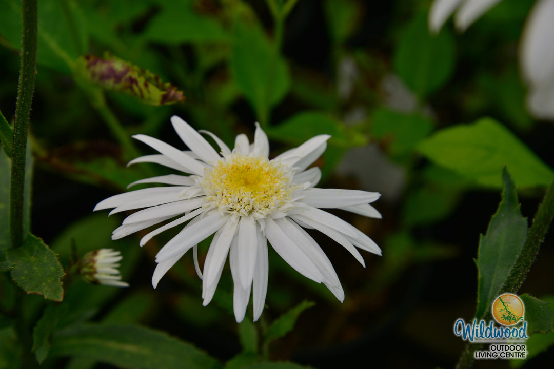 Shasta Daisy - Aglaia, 1 Pack