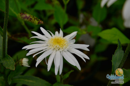 Shasta Daisy - Aglaia, 1 Pack