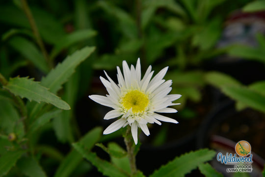 Shasta Daisy - Aglaia, 1 Pack