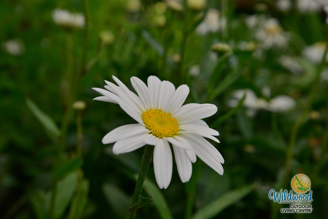 Shasta Daisy - Becky, 1 Pack