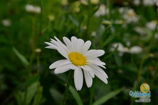 Shasta Daisy - Becky, 1 Pack