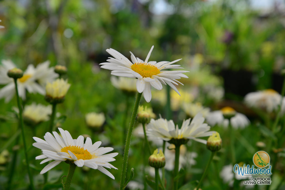 Shasta Daisy - Becky, 1 Pack