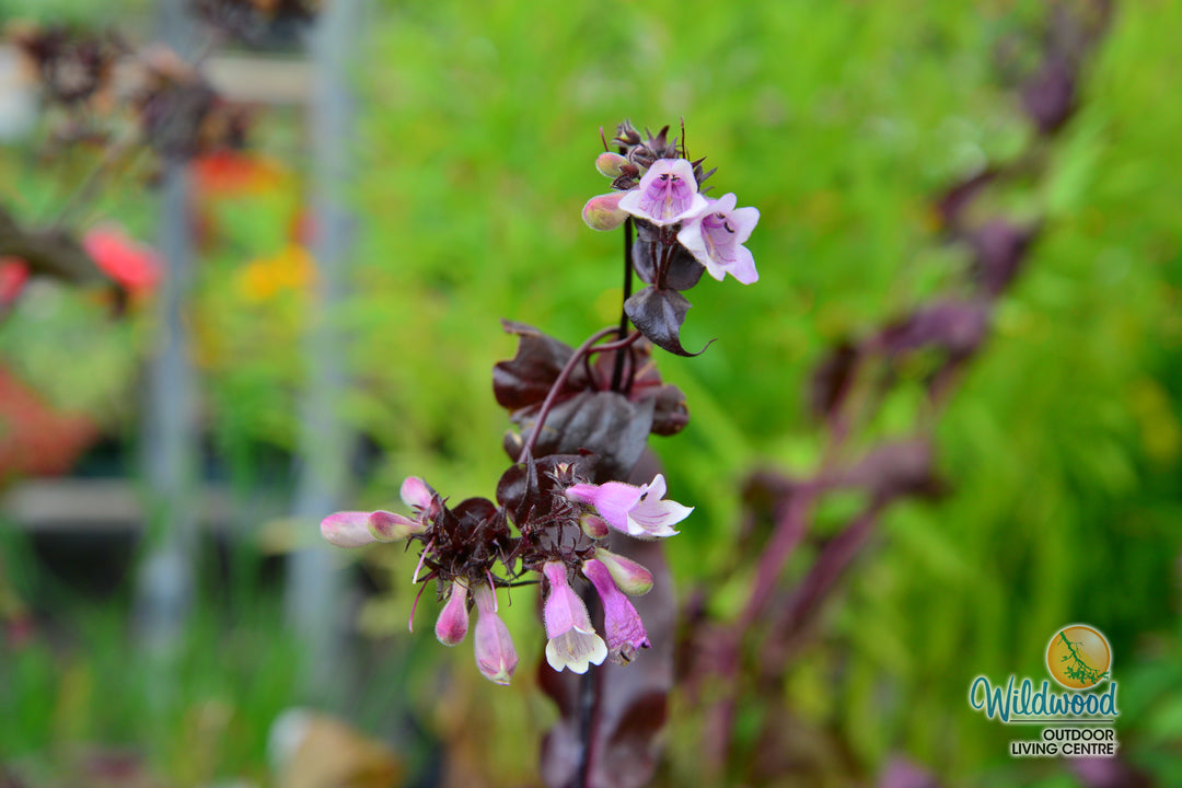 Penstemon - Dakota Burgundy, 1 Pack