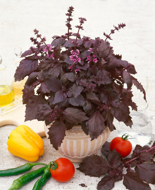 Basil Dark Opal - Ontario Seed Company