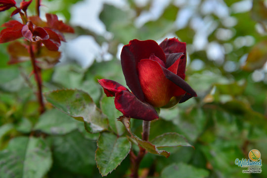 Dark Night - Star Roses and Plants