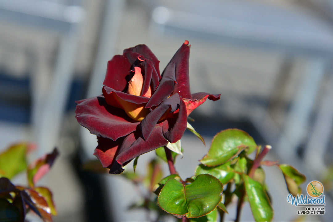 Dark Night - Star Roses and Plants