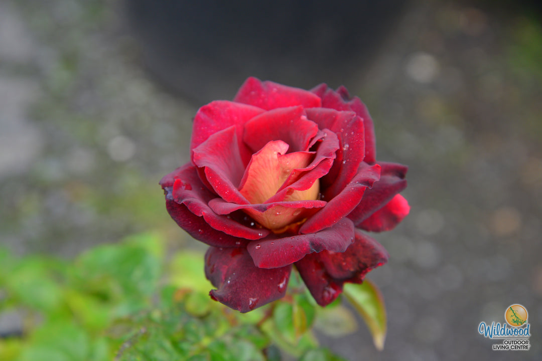 Dark Night - Star Roses and Plants