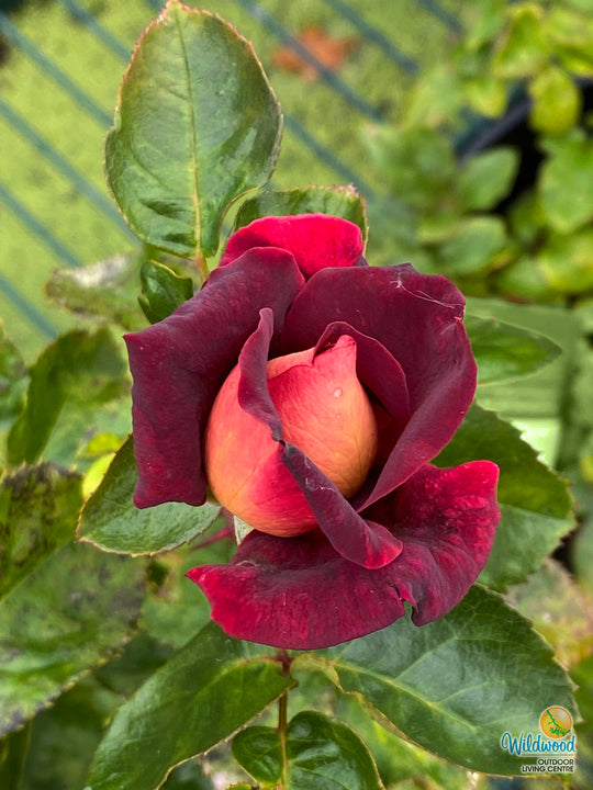 Dark Night - Star Roses and Plants