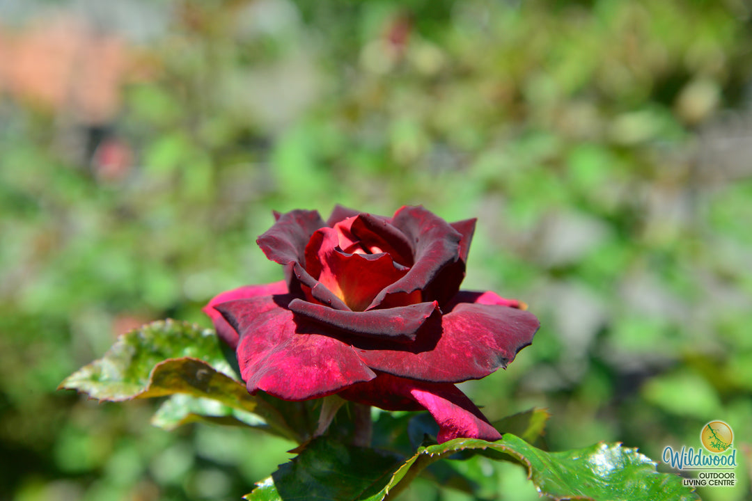 Dark Night - Star Roses and Plants