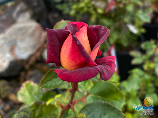Dark Night - Star Roses and Plants