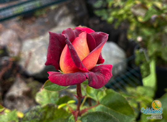Dark Night - Star Roses and Plants