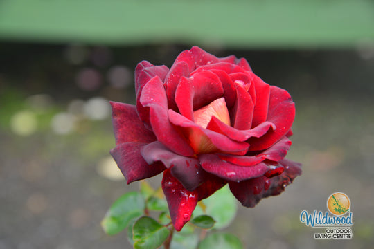 Dark Night - Star Roses and Plants