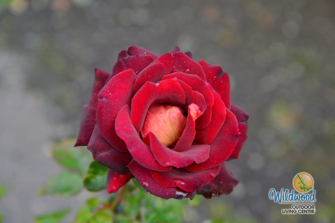 Dark Night - Star Roses and Plants