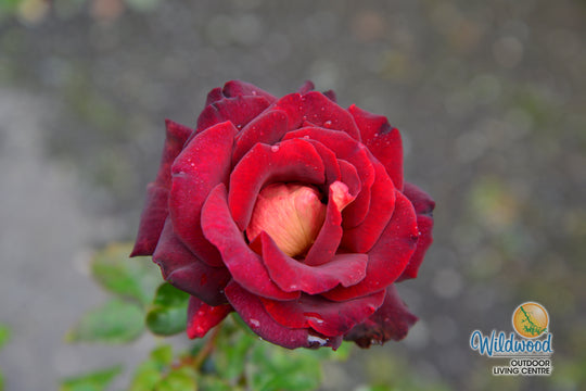 Dark Night - Star Roses and Plants